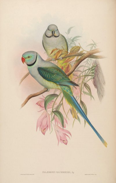 Palaeornis columboides = Psittacula columboides da John Gould